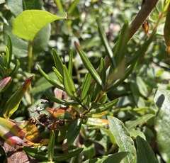 Kalmia microphylla occidentalis