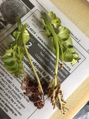 Botrychium yaaxudakeit