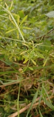 Galium aparine