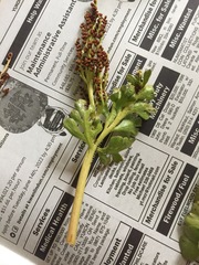 Botrychium alaskense