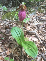 Cypripedium acaule