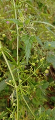 Galium aparine