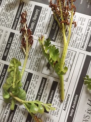 Botrychium alaskense