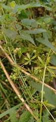 Galium aparine