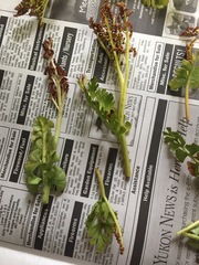 Botrychium alaskense