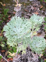 Artemisia alaskana