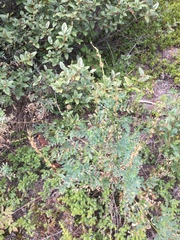 Astragalus williamsii