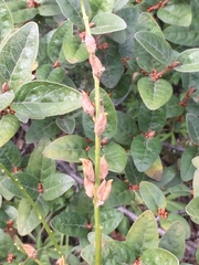 Astragalus williamsii
