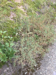 Astragalus williamsii