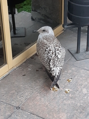 Larus