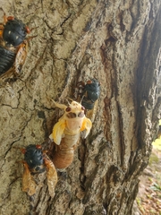 Magicicada cassinii