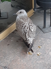 Larus