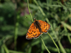 Melitaea interrupta