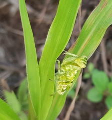 Acontista multicolor