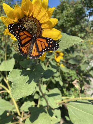 Monarch photographed in Montana