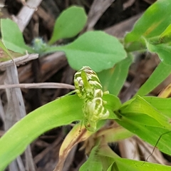 Acontista multicolor