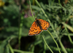 Melitaea interrupta