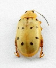 Walterianella durangoensis