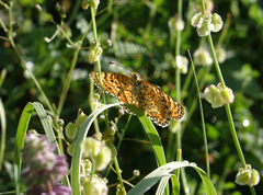 Melitaea interrupta
