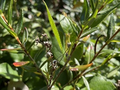 Kalmia microphylla occidentalis
