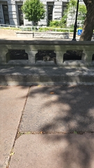 Sciurus carolinensis