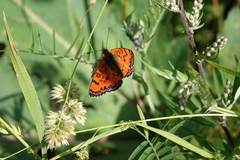 Melitaea interrupta