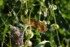 Melitaea interrupta