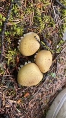 Floccularia luteovirens