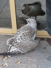 Larus