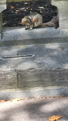 Sciurus carolinensis