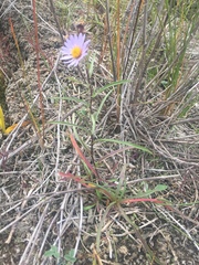 Symphyotrichum yukonense