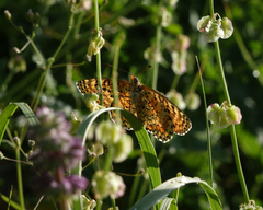 Melitaea interrupta