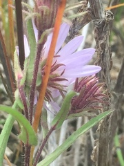 Symphyotrichum yukonense