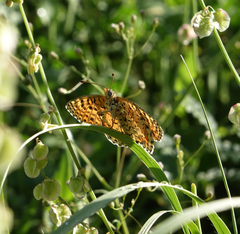 Melitaea interrupta
