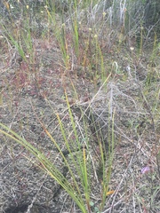 Symphyotrichum yukonense