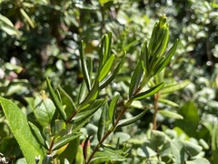 Kalmia microphylla occidentalis
