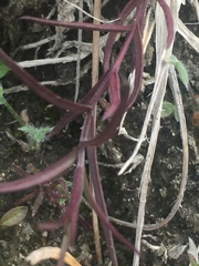 Symphyotrichum yukonense