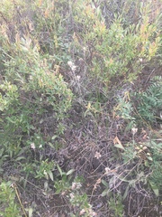 Antennaria pulcherrima