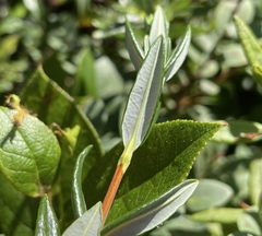 Kalmia microphylla occidentalis