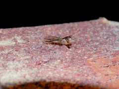 Leptomantispa pulchella