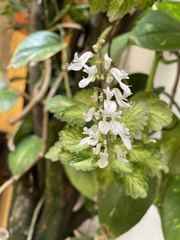 Magnoliopsida