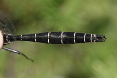 Somatochlora albicincta