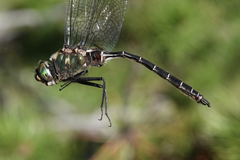 Somatochlora albicincta