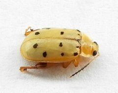 Walterianella durangoensis