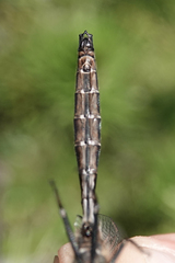 Somatochlora albicincta