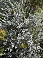 Indigofera brachystachya