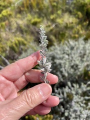 Indigofera brachystachya