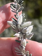 Indigofera brachystachya
