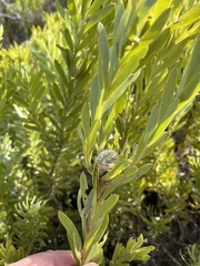 Leucadendron meridianum