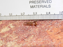 Leptomantispa pulchella